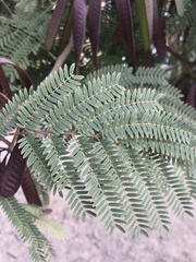 Leucaena leucocephala
