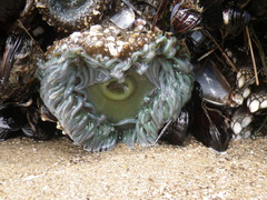 Anthopleura xanthogrammica