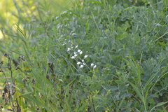 Baptisia alba macrophylla