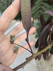 Leucaena leucocephala