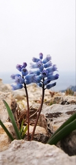 Hyacinthella dalmatica
