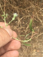 Rafinesquia californica