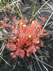 Drosera