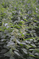 Urtica dioica