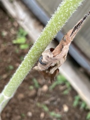Omphalocera munroei