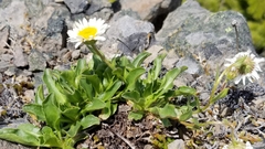 Erigeron cascadensis