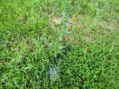 Echium vulgare