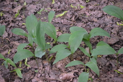Convallaria majalis