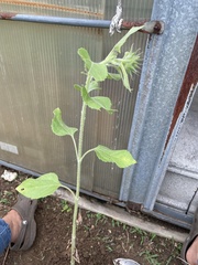 Omphalocera munroei