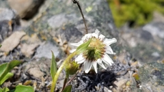 Erigeron cascadensis