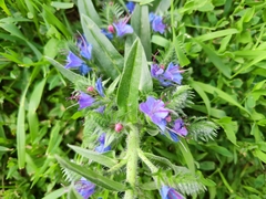Echium vulgare