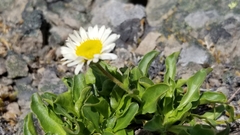 Erigeron cascadensis