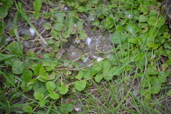 Lysimachia nummularia