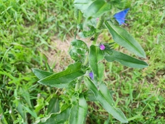 Echium vulgare