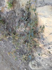 Mirabilis oxybaphoides