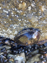 Haliotis cracherodii