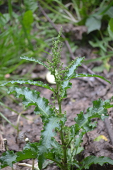 Rumex