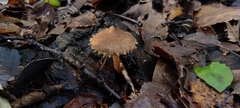 Inocybe bridgesiana