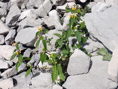 Lamium galeobdolon flavidum