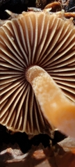 Inocybe bridgesiana