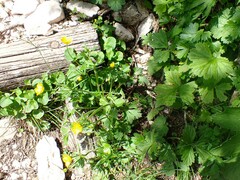 Ranunculus serpens