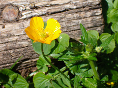 Ranunculus serpens