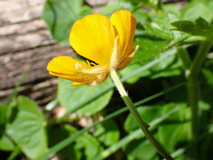 Ranunculus serpens