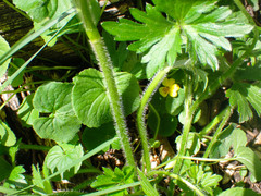Ranunculus serpens