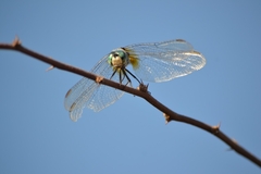 Pachydiplax longipennis