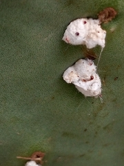 Eosalpingogaster cochenillivora