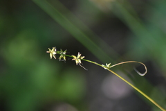 Carex rosea
