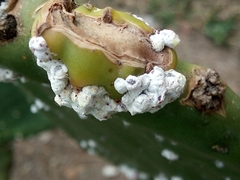 Eosalpingogaster cochenillivora