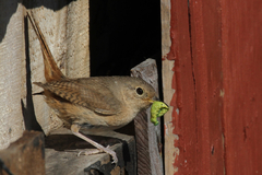 Troglodytes aedon chilensis