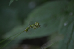 Carex rosea