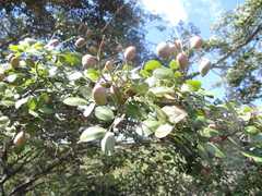 Copaifera langsdorffii