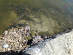 Ficopomatus enigmaticus