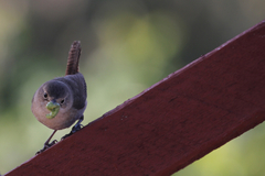 Troglodytes aedon chilensis
