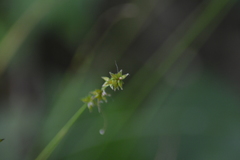 Carex rosea