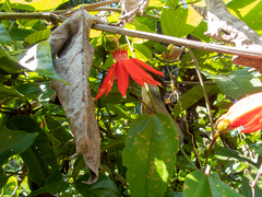 Passiflora punicea