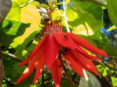 Passiflora punicea