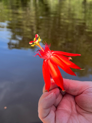 Passiflora punicea