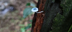 Mycena cyanocephala