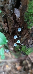 Mycena cyanocephala