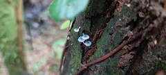 Mycena cyanocephala