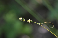 Carex rosea