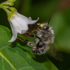 Anthophora terminalis