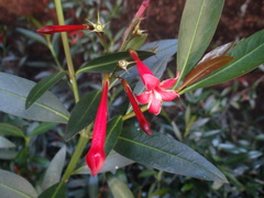 Augusta longifolia