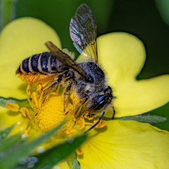 Megachile relativa