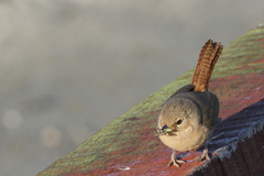 Troglodytes aedon chilensis