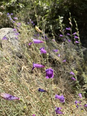 Penstemon heterophyllus australis